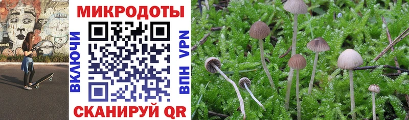 Псилоцибиновые грибы Psilocybe  Верхоянск 